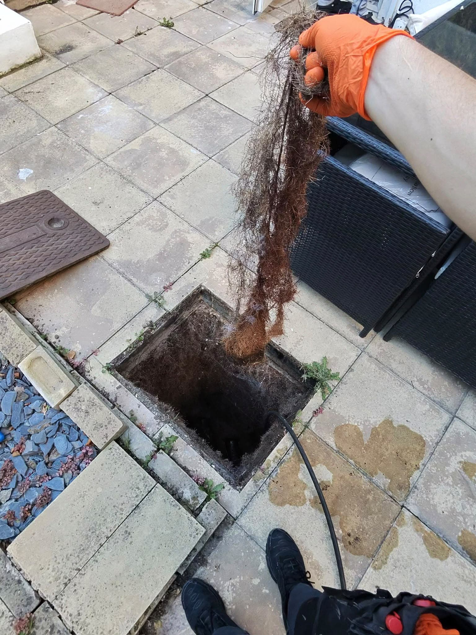 A gloved hand pulls a large mass of tree roots out of an open drain inspection chamber on a paved patio, with a drain rod cable visible in the hole.